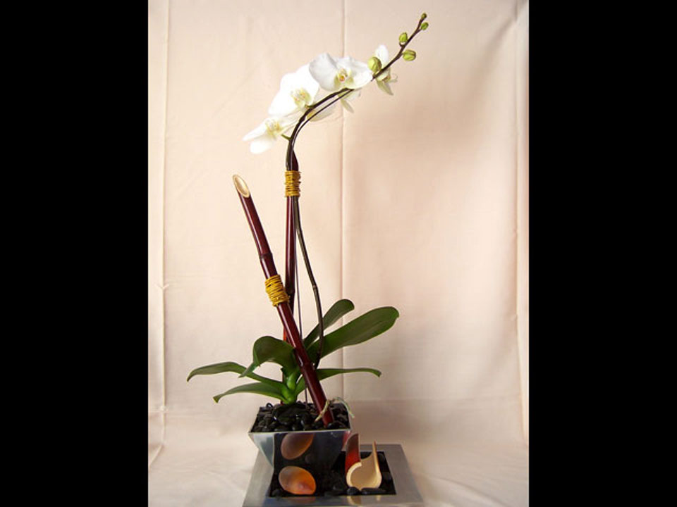 orchid-new2
